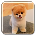 puppy live wallpaper android application logo